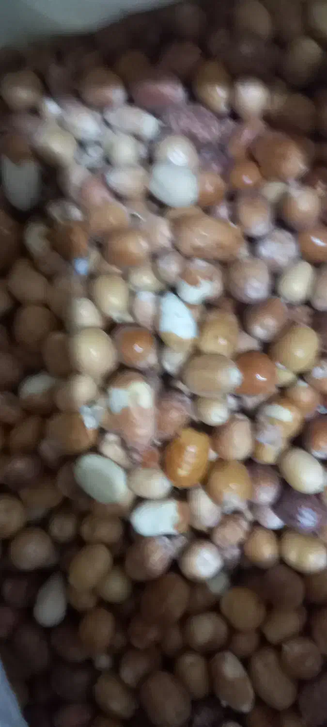 سنجد|خوردنی و آشامیدنی|دلیجان, |دیوار