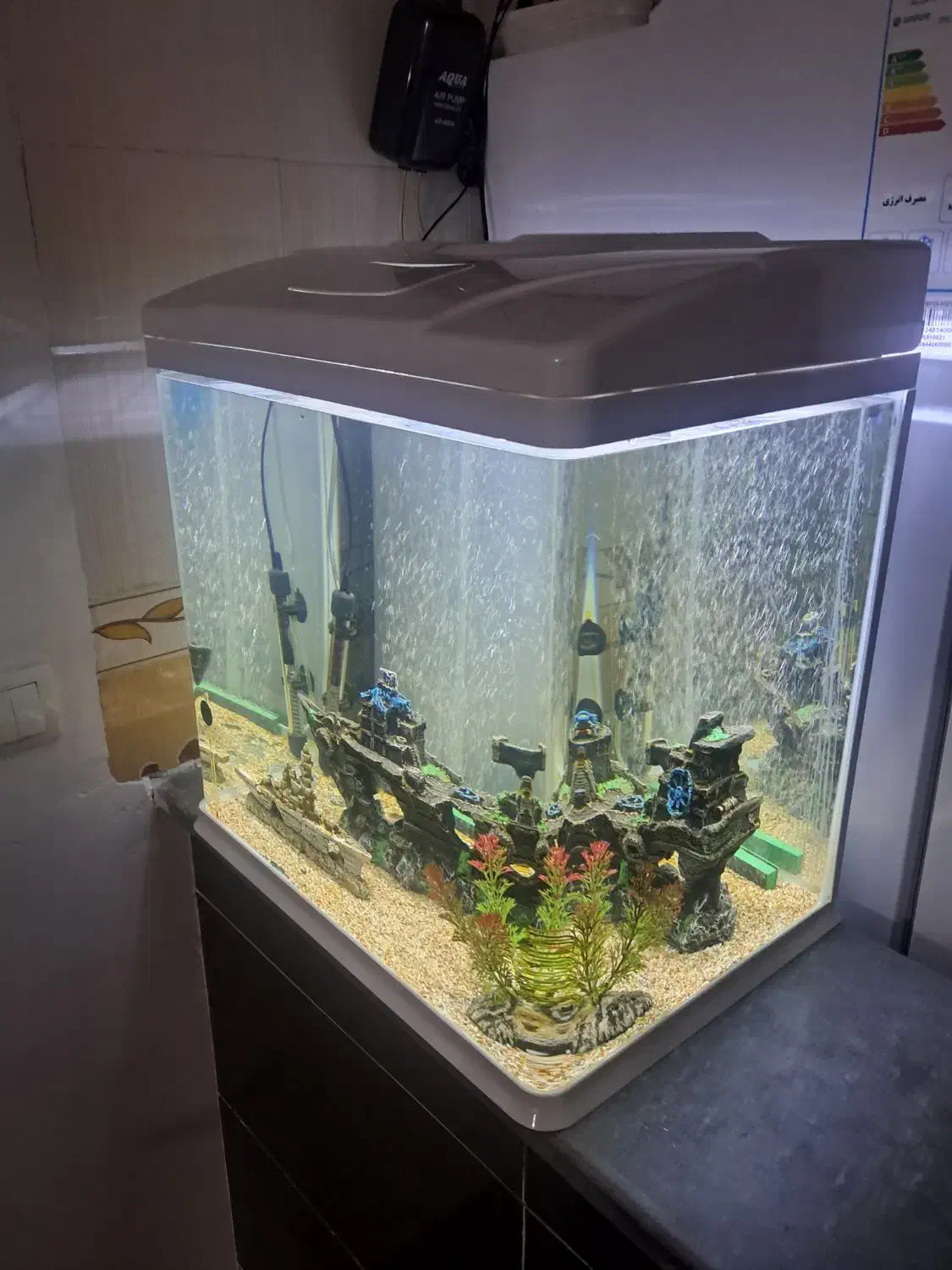 آکواریم شیشه خم|ماهی|مریوان, |دیوار