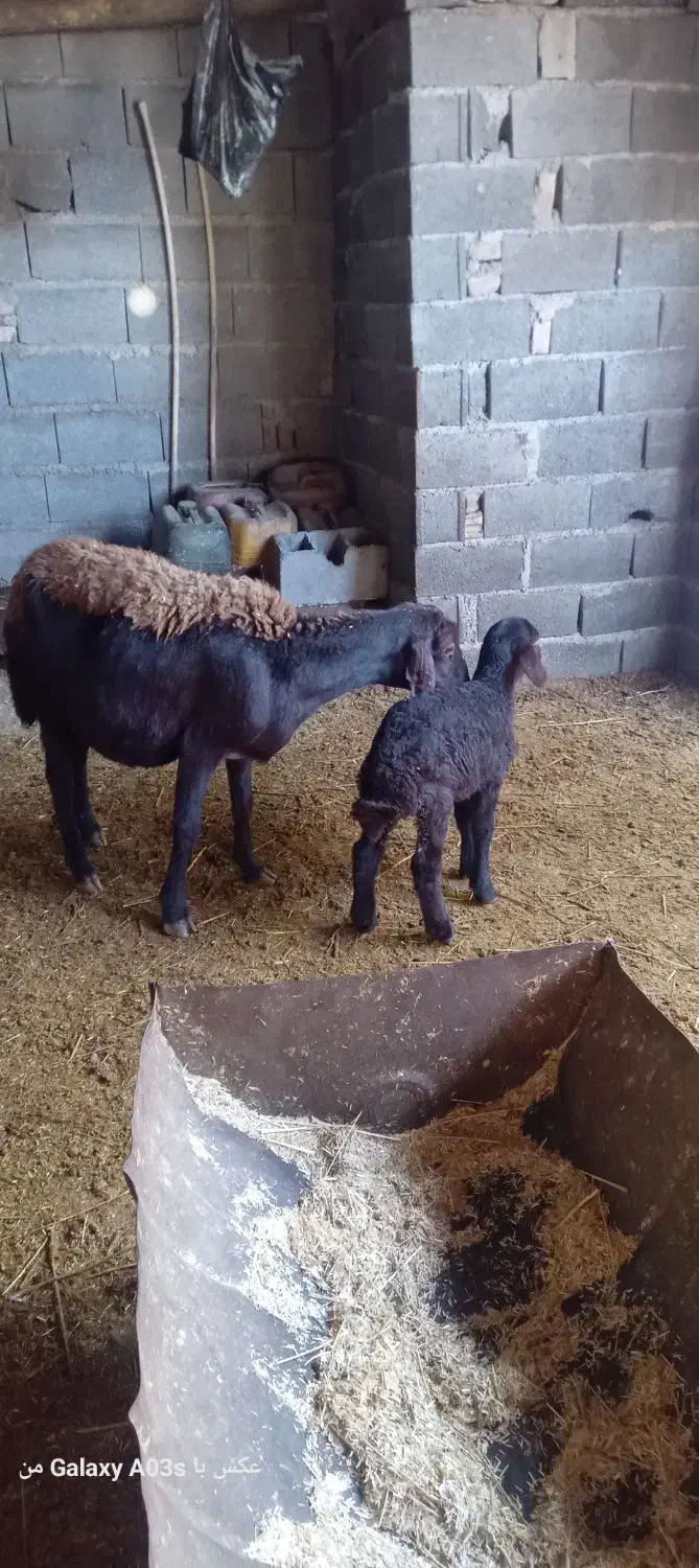 گوسفند با بره میش افشاری بره ماده یک ماه خوراک خور|حیوانات مزرعه|گالیکش, |دیوار