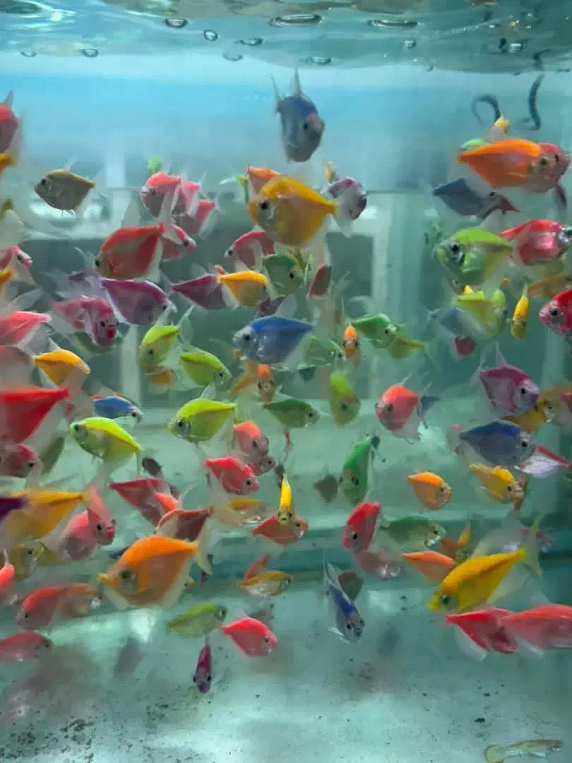 ماهی سرای بزرگ نیشابور(بارجدیدرسید)|ماهی|نیشابور, دارایی|دیوار