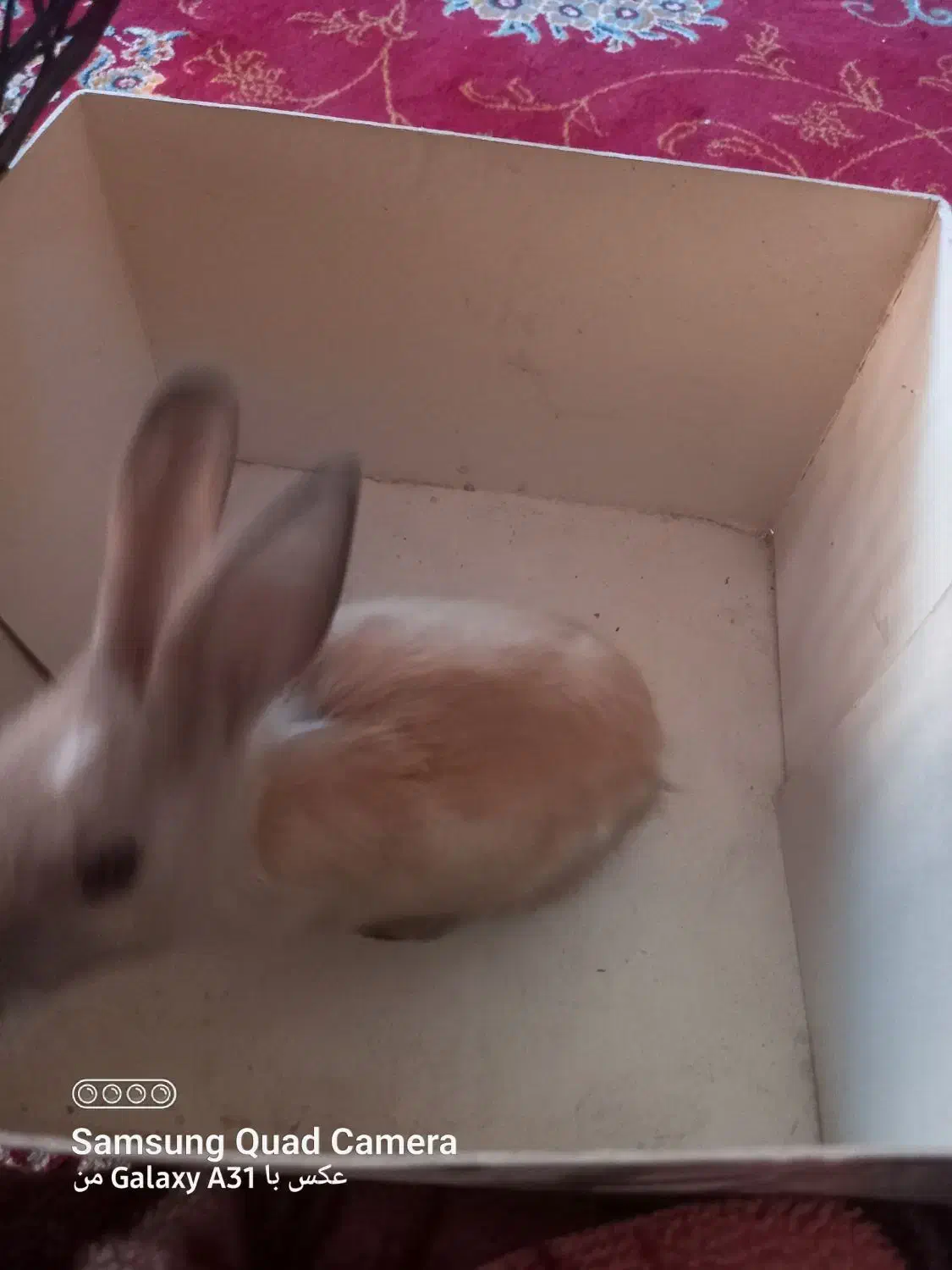 ۱ عدد خرگوش|موش و خرگوش|امیدیه, |دیوار