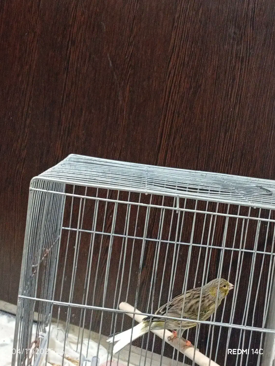 قناری سبز|پرنده|شیراز, کوشک میدان|دیوار