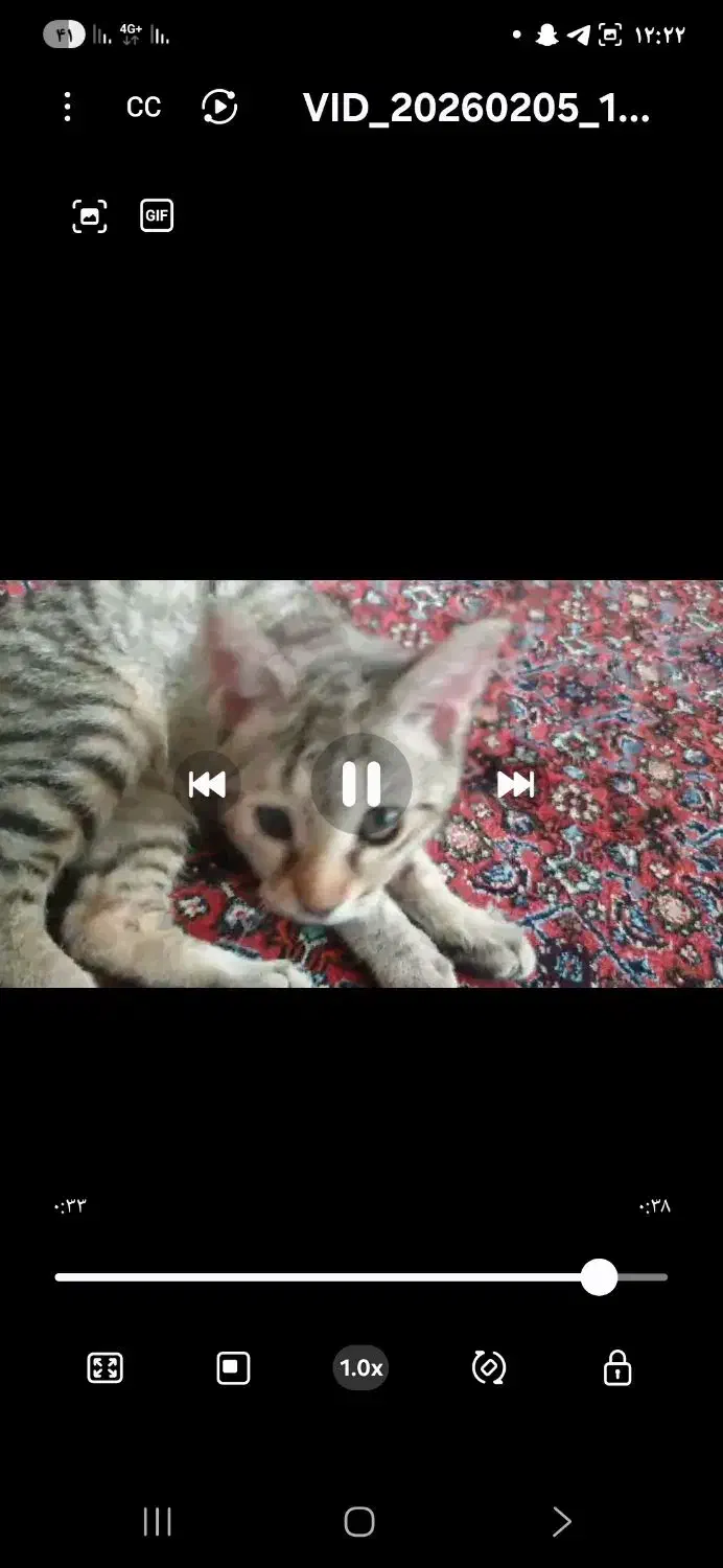 واگذاری گربه|گربه|تاکستان, |دیوار