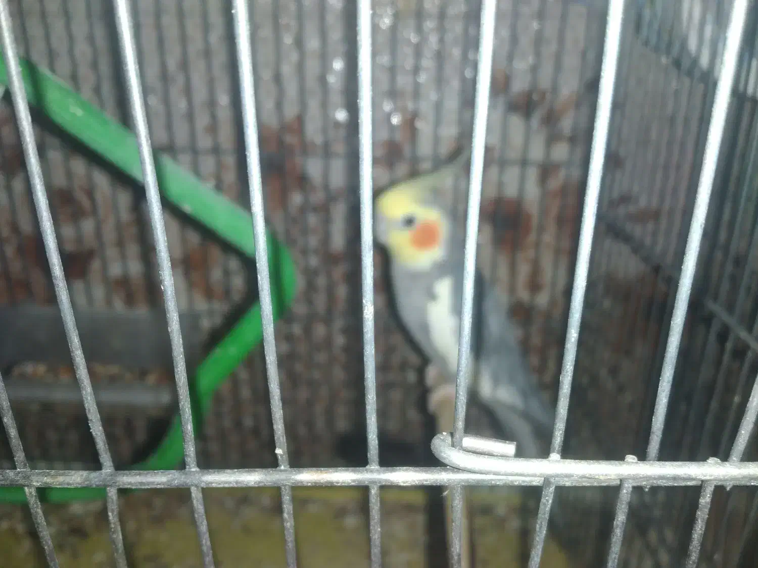 فروش عروس هلندی|پرنده|خرمشهر, |دیوار