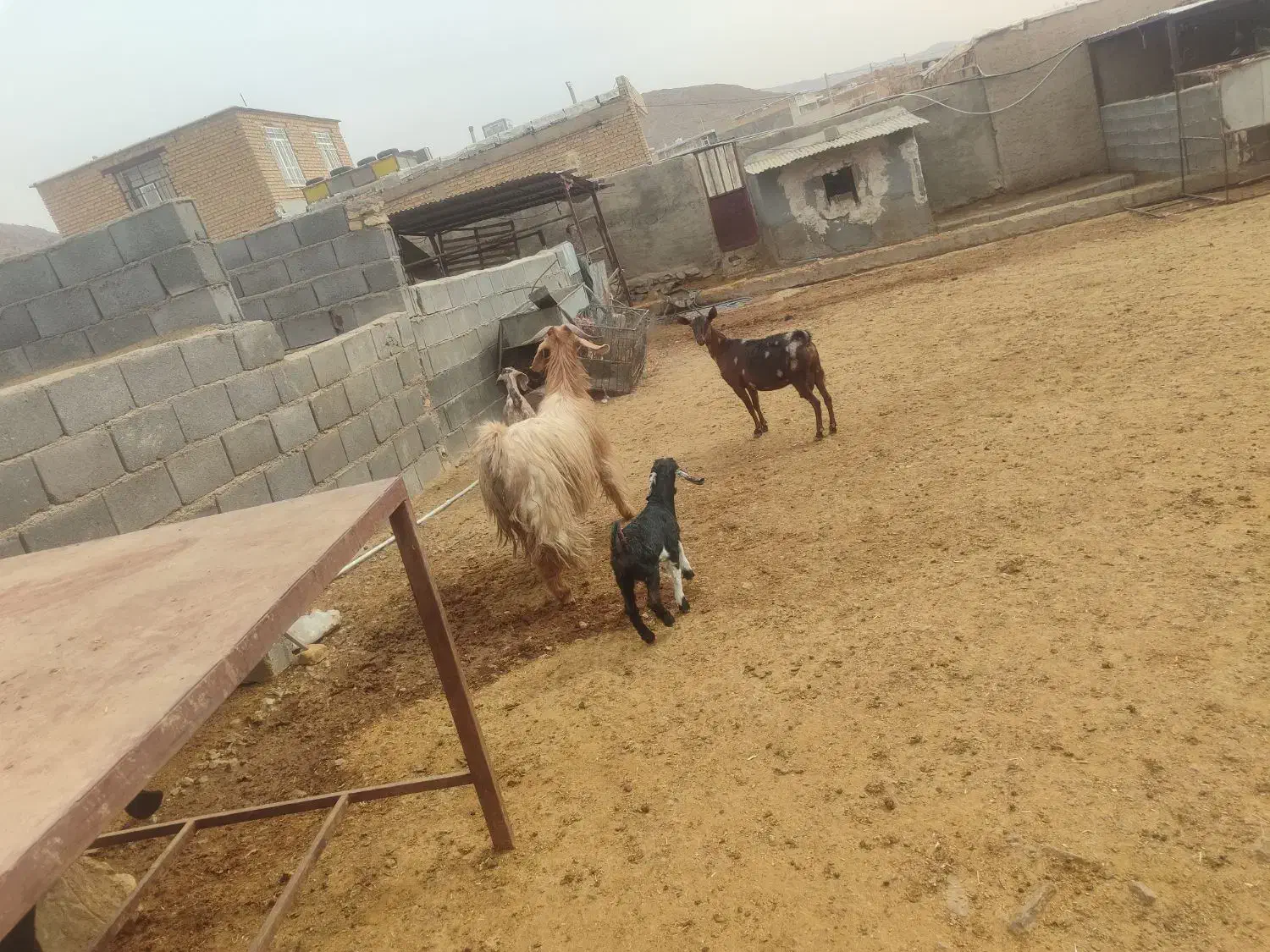 فروش بز کهره دار درجه یک جوان|حیوانات مزرعه|پاسارگاد, |دیوار