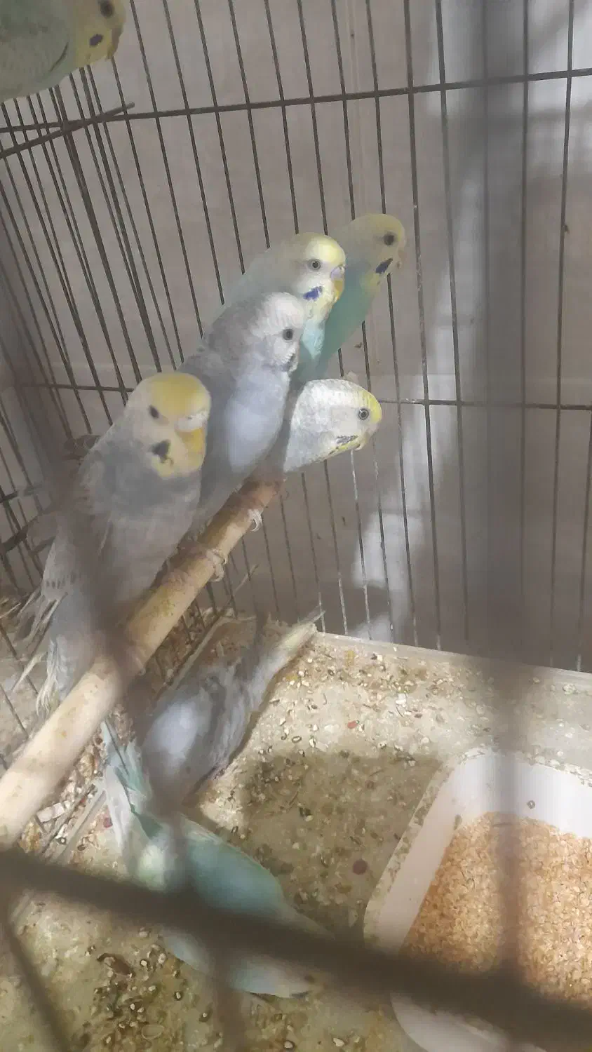 مرغ عشق|پرنده|بندر دیر, |دیوار