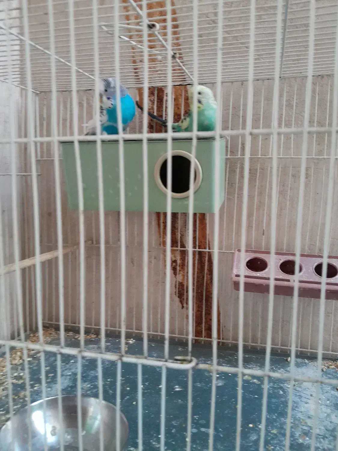 مرغ عشق|پرنده|مشهد, ایمان|دیوار