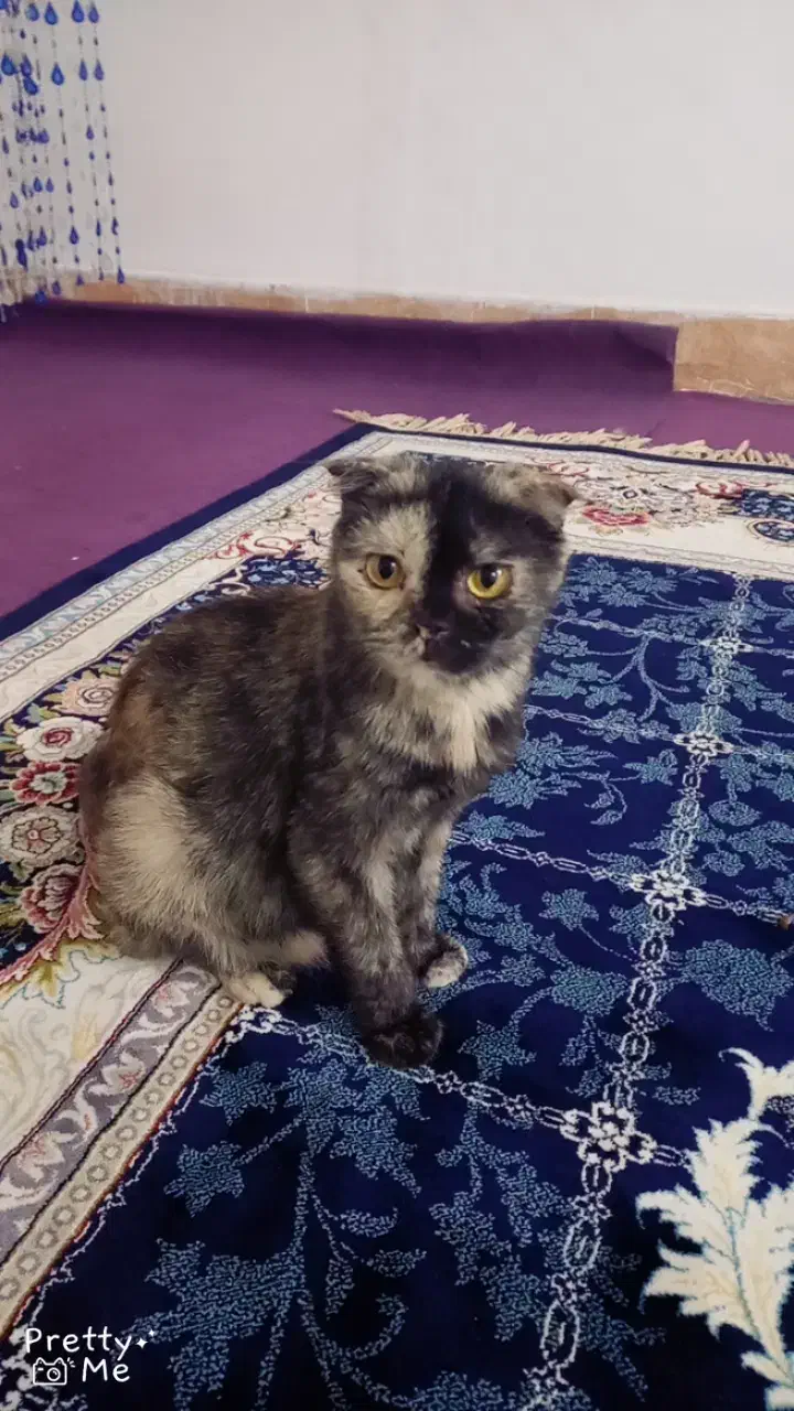 اسکاتیش|گربه|مشهد, حضرت حجت|دیوار