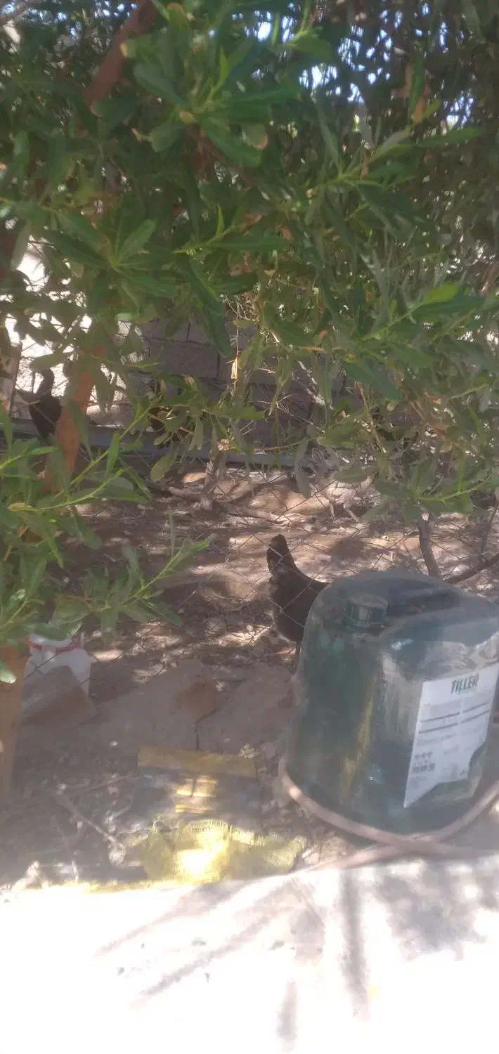 ۴ تن کود مرغ|گل و گیاه طبیعی|جیرفت, |دیوار