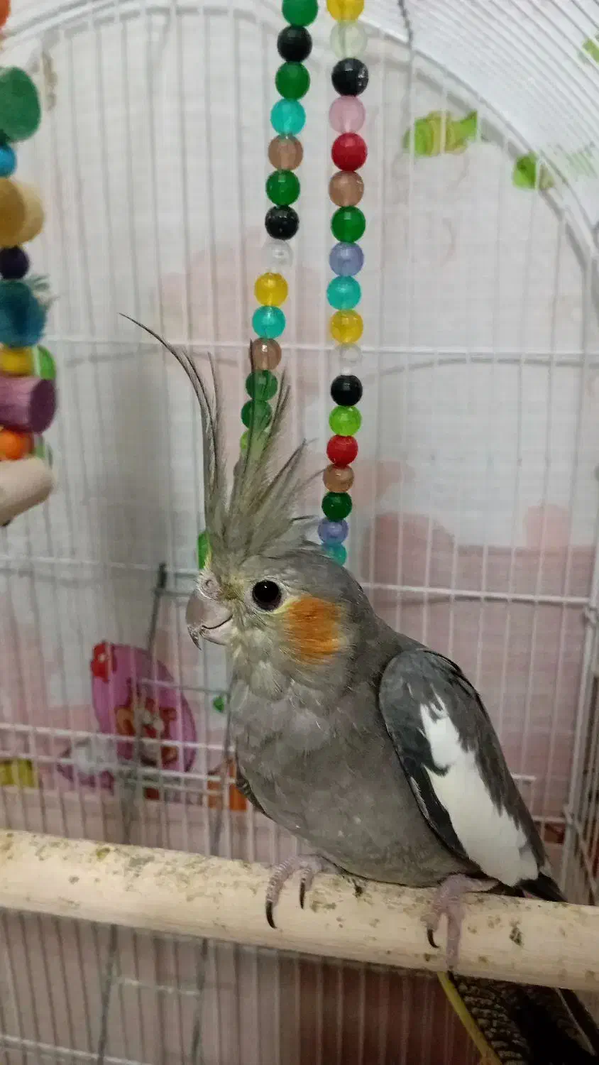 طوطی عروس ماده ۶ ماهه|پرنده|رشت, فلسطین|دیوار