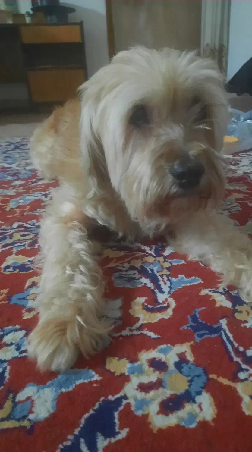 واگذاری سگ پاکوتاه|سگ|اردبیل, |دیوار