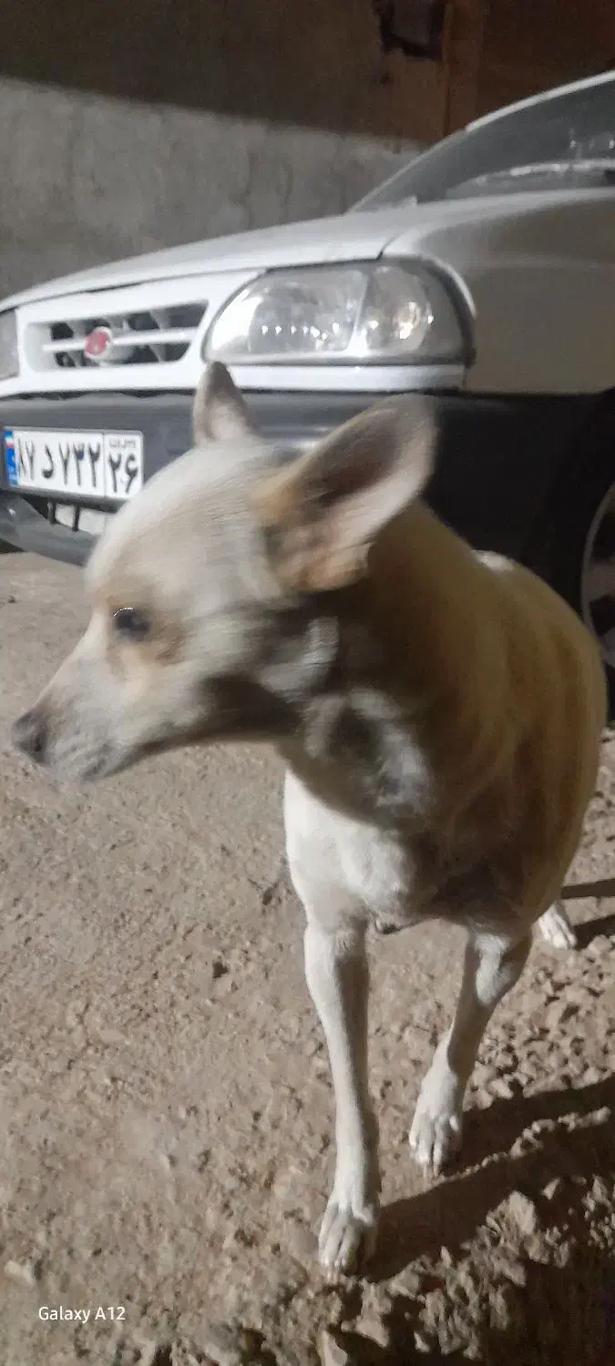 به علت جابه‌جایی|سگ|بجنورد, |دیوار