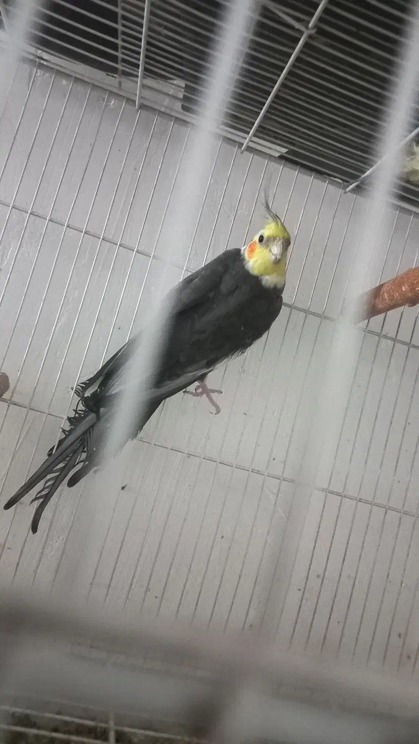 یه جفت عروس|پرنده|گرگان, |دیوار