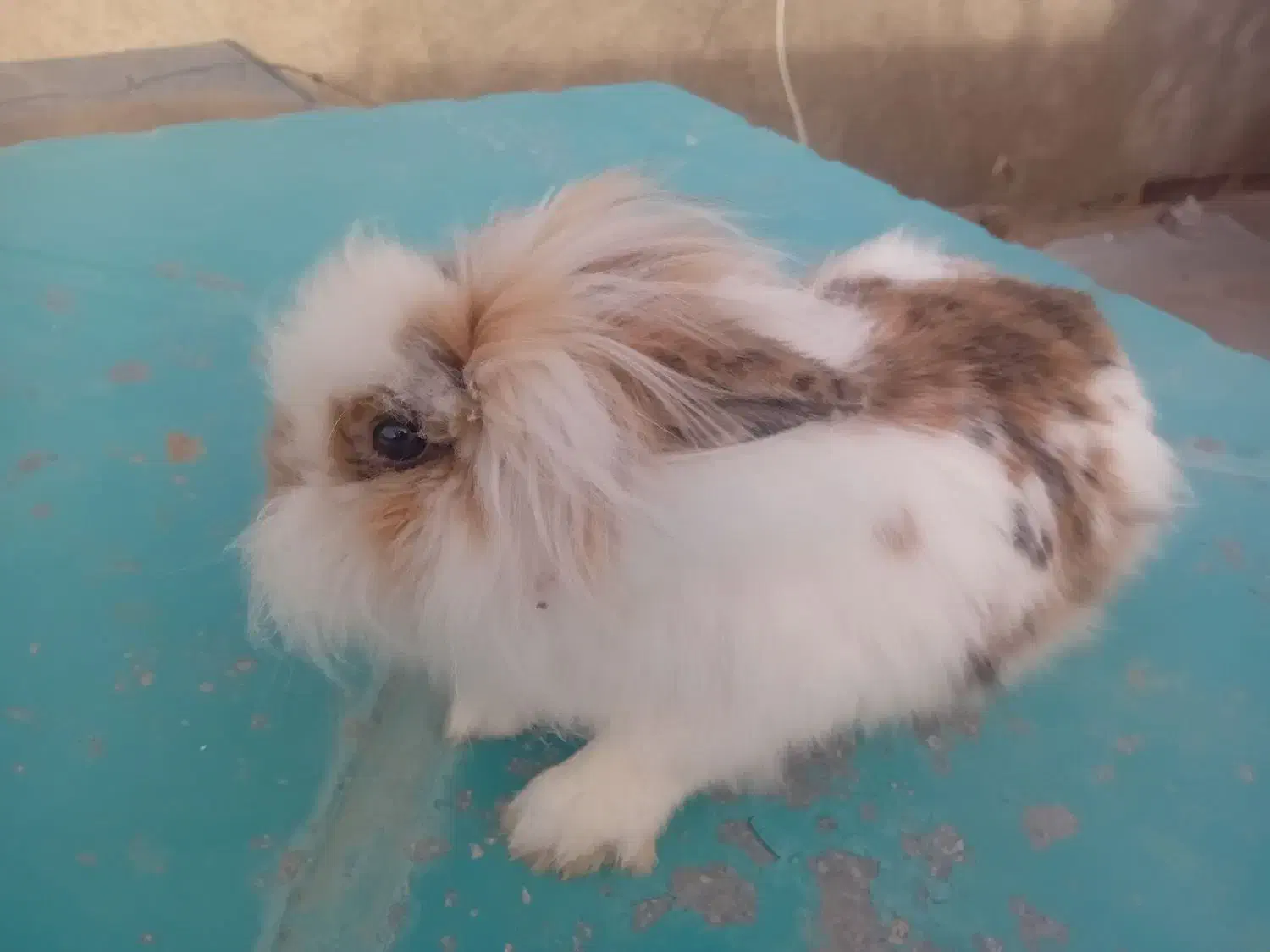 خرگوش  لوپ|موش و خرگوش|تربت جام, شهرک آزادگان|دیوار