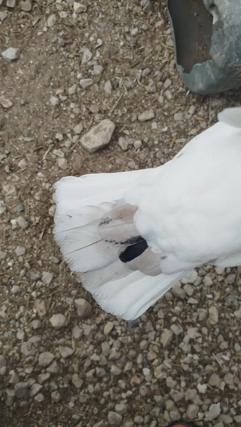 کبوتر طوقی|پرنده|کازرون, |دیوار