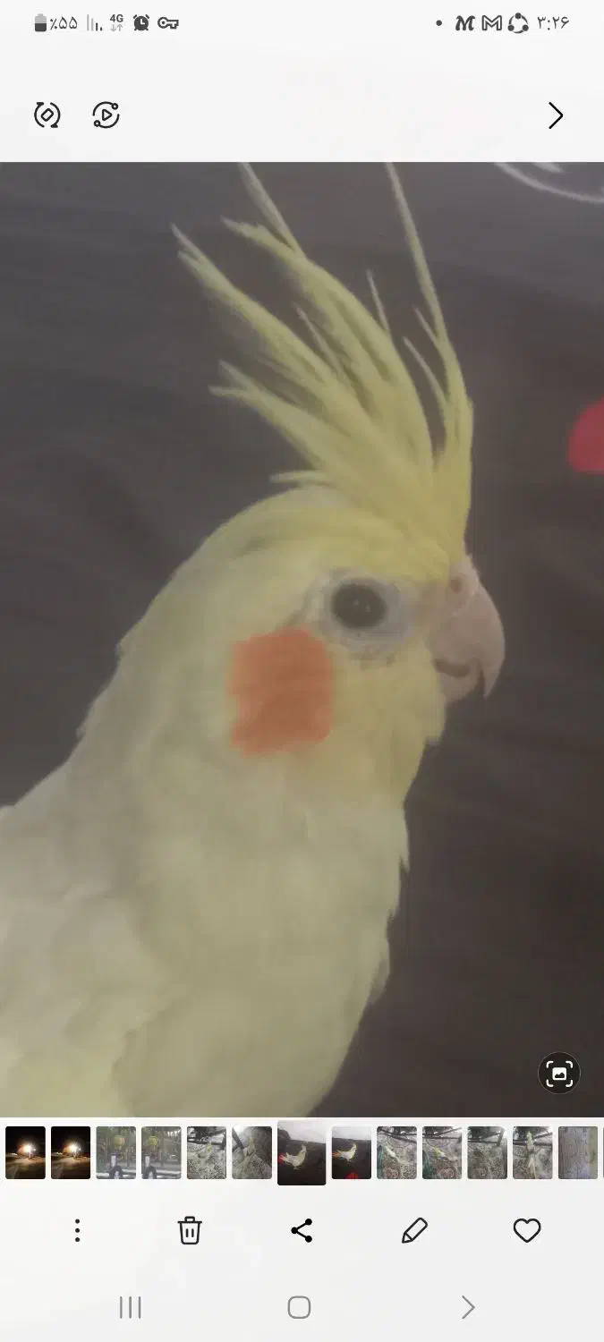 عروس هلندی مولد لوتیتو ودوکت گرینویچک|پرنده|زیباشهر, |دیوار