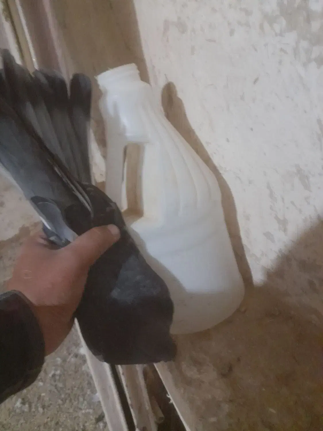 ۳۰۰۰۰۰۰|پرنده|کبودرآهنگ, |دیوار