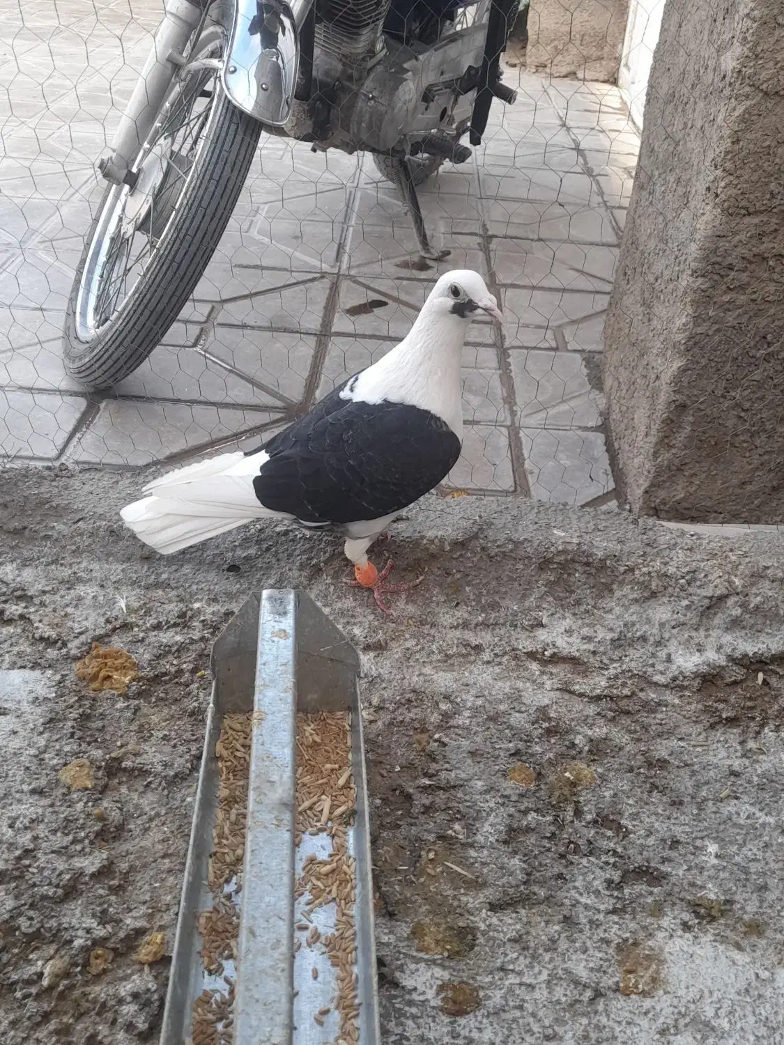 دوکت سیاه|پرنده|شیراز, صاحب الزمان|دیوار