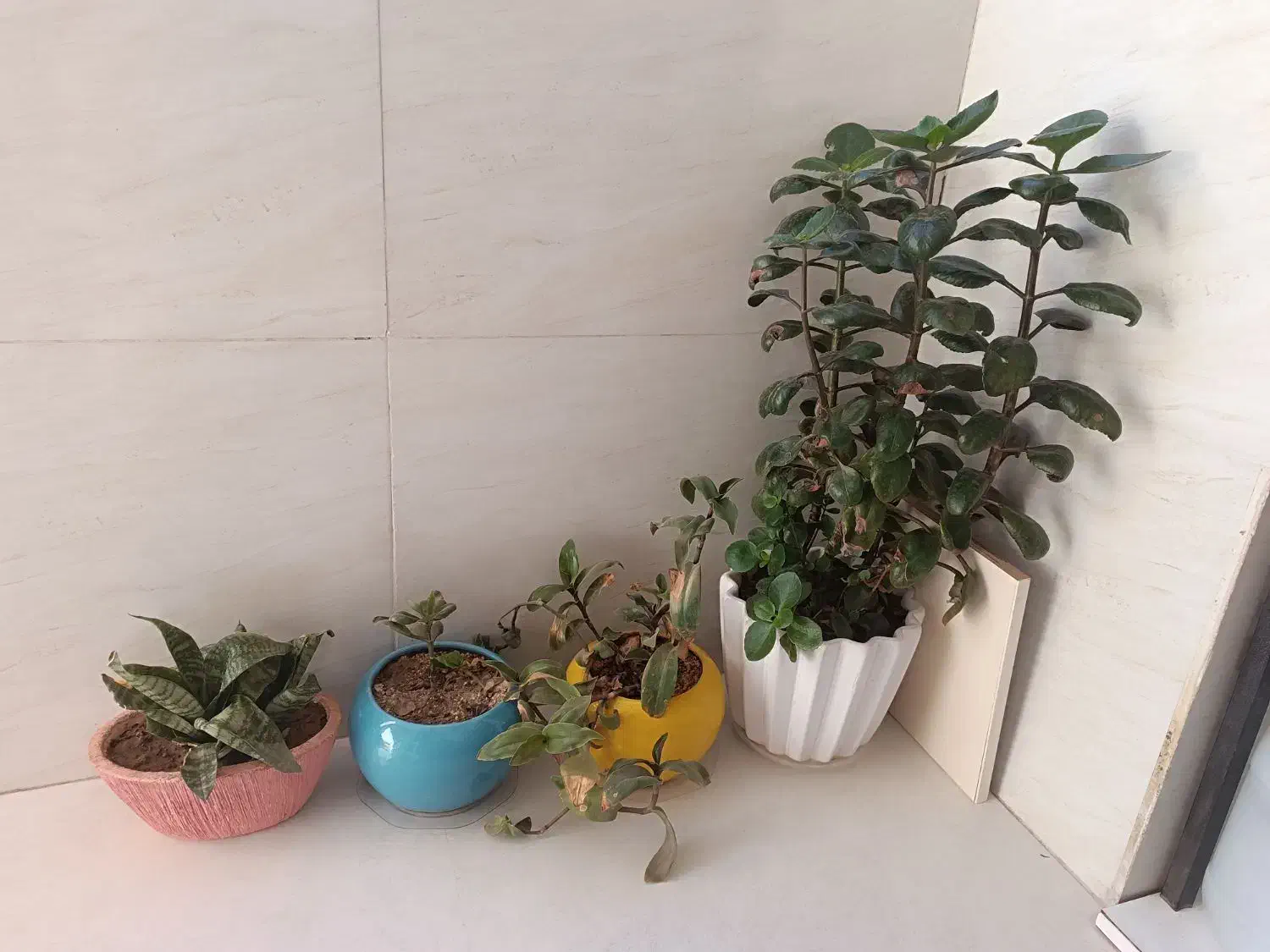 گل و گلدان|گل و گیاه طبیعی|الوند, |دیوار