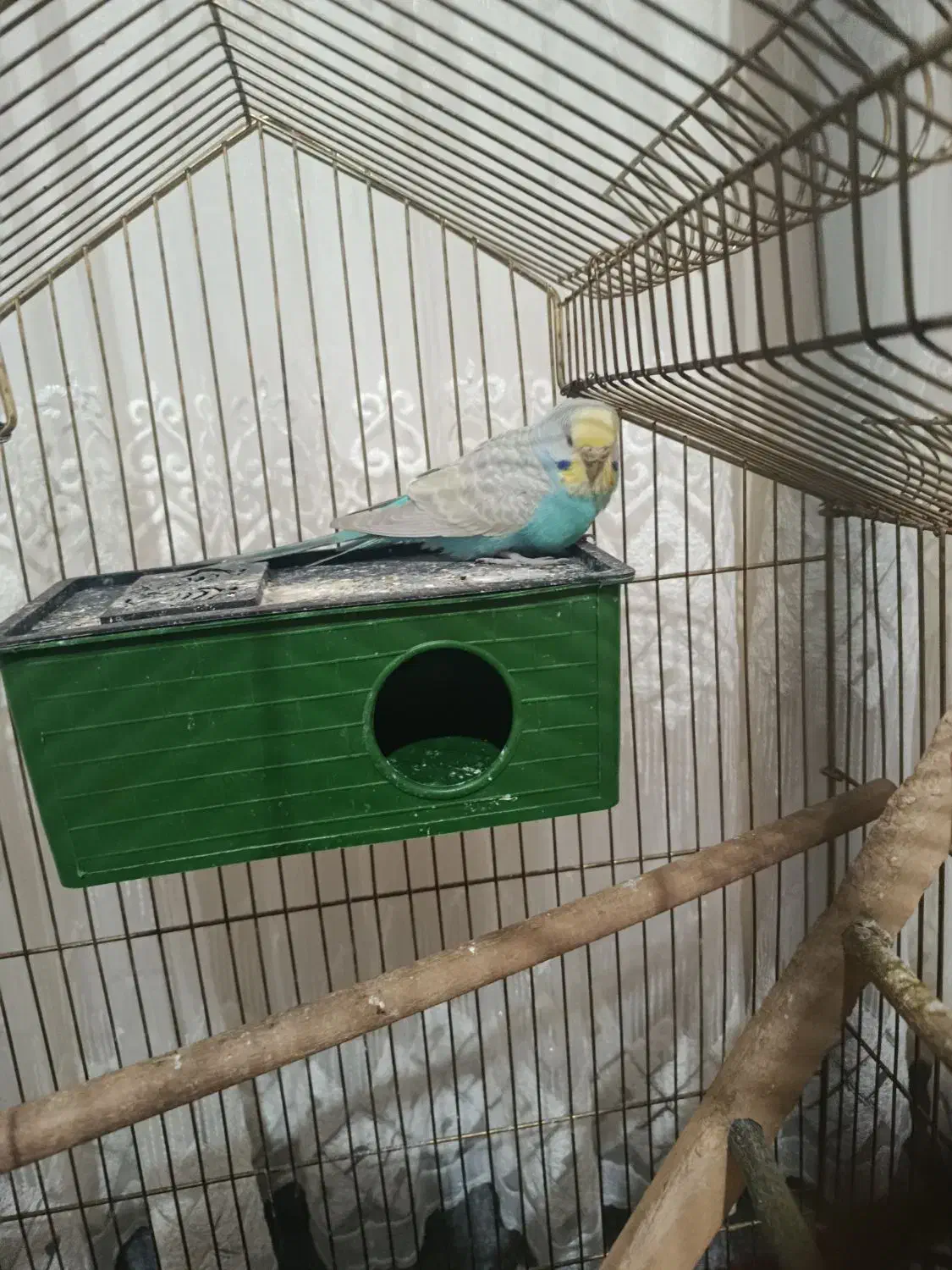 مرغ عشق|پرنده|تهران, نعمتآباد|دیوار