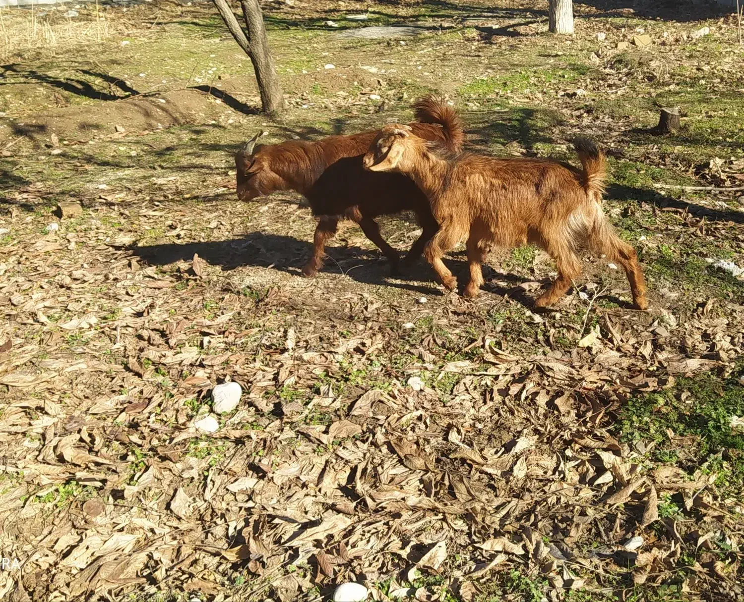 بزغاله نرو ماده|حیوانات مزرعه|خرم‌آباد, |دیوار