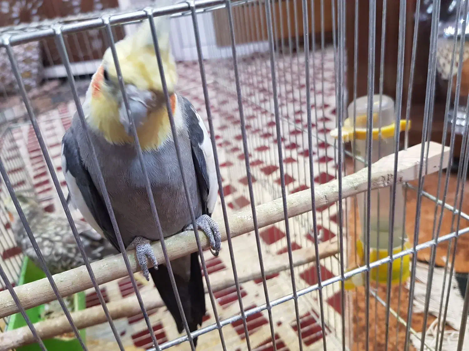 عروس هلندی|پرنده|خمینی‌شهر, |دیوار