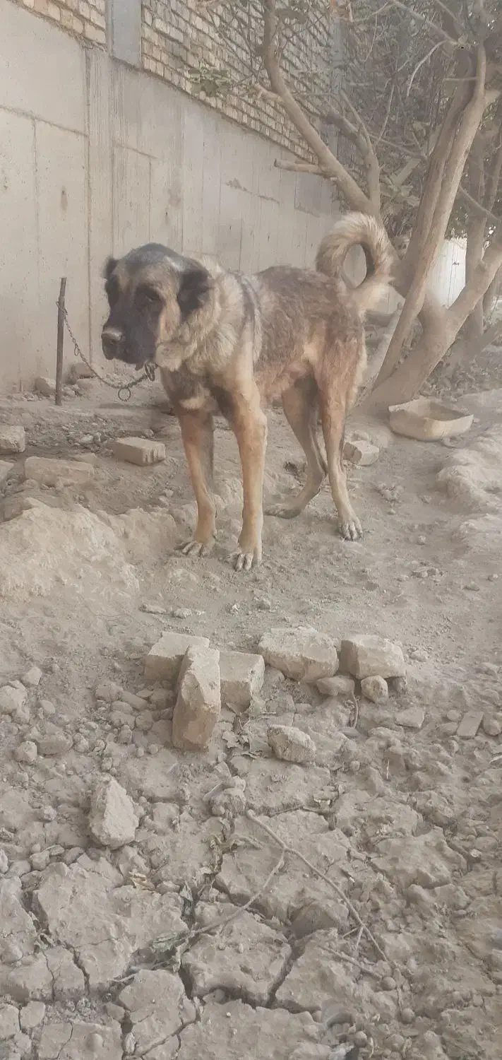 سگ سرابی|سگ|جوادآباد, |دیوار