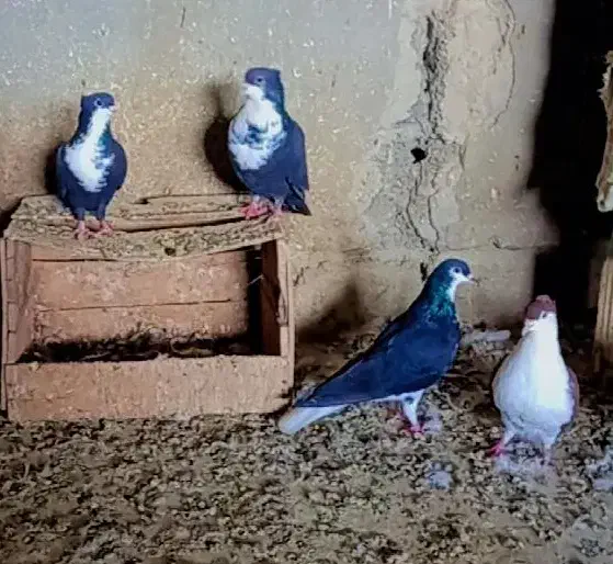 ریش کاکل کله ناب|پرنده|چابهار, |دیوار