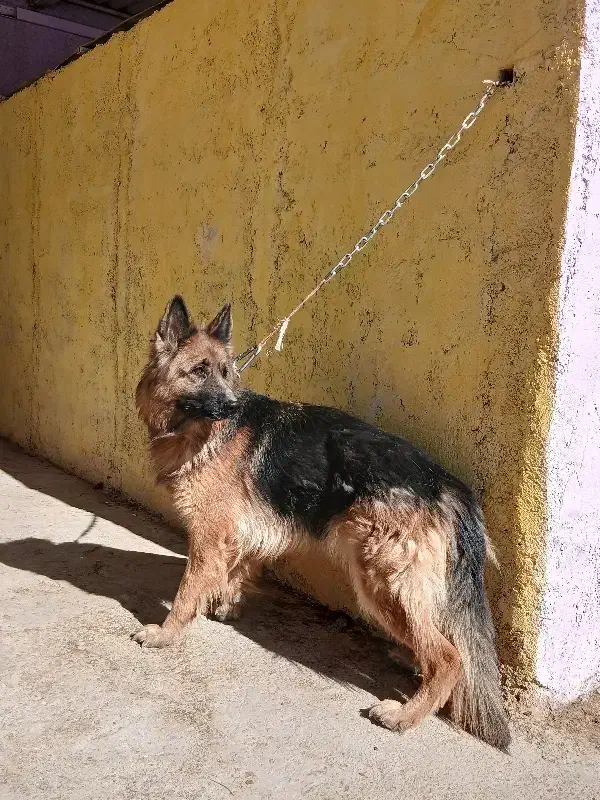 سگ ژرمن شولاین ماده|سگ|بیرجند, |دیوار