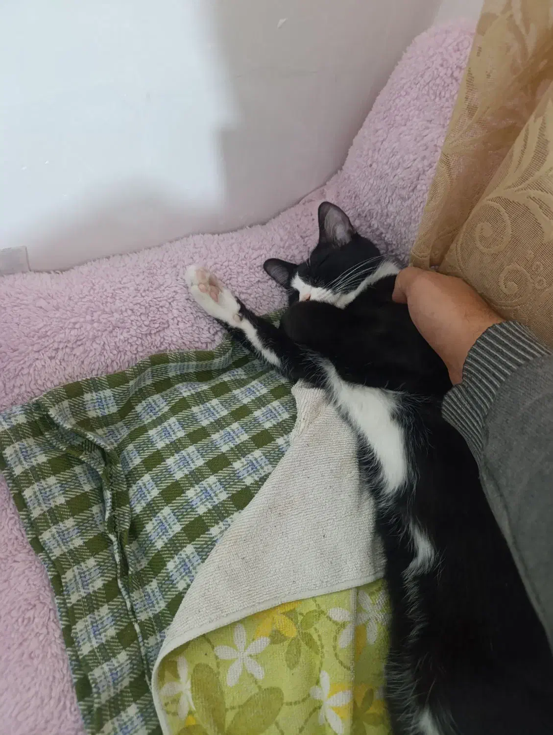 گربه ۷ ماهه نر|گربه|قم, پردیسان|دیوار