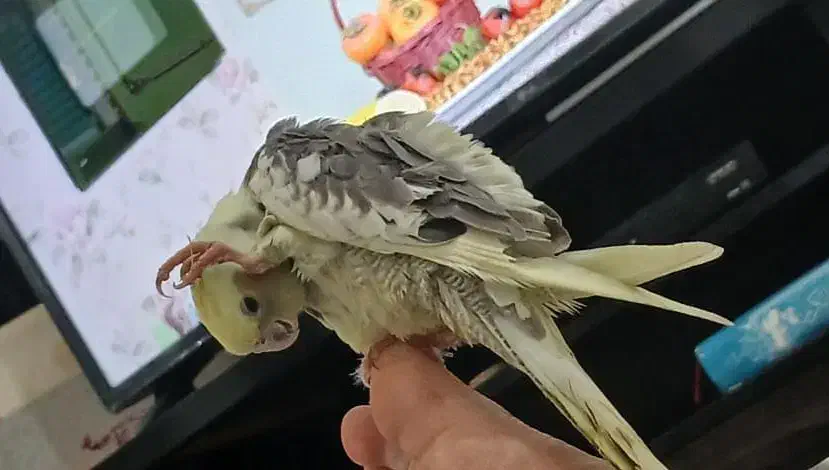 گمشده منصوریه|حیوانات|بهبهان, |دیوار