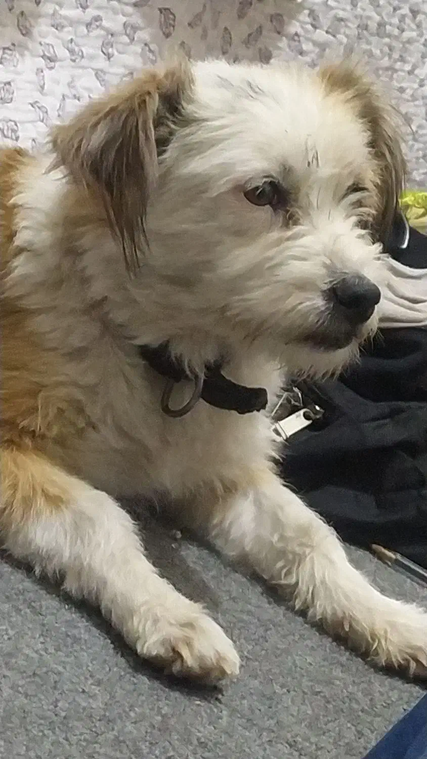 فروش سگ پایمرو شیتزو|سگ|نورآباد ممسنی, |دیوار