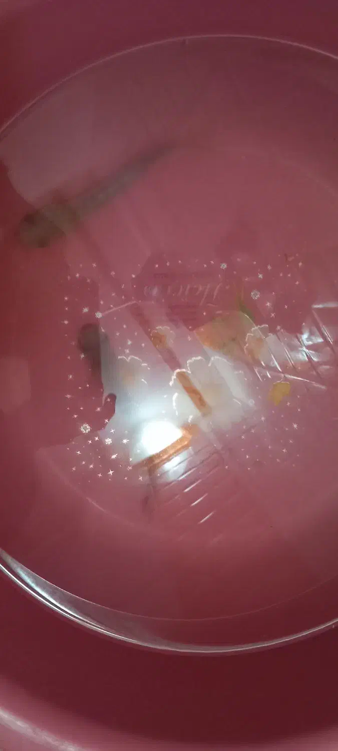 ماهی|ماهی|مشهد, خواجه ربیع|دیوار