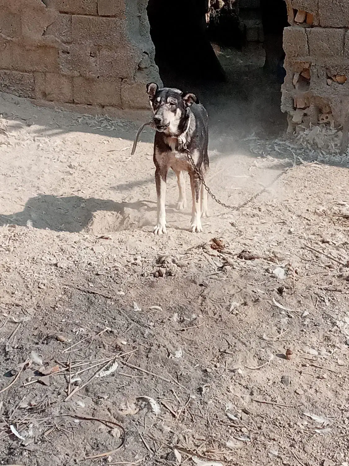 دو سگ ها  خیلی خوب|سگ|آبادان, |دیوار