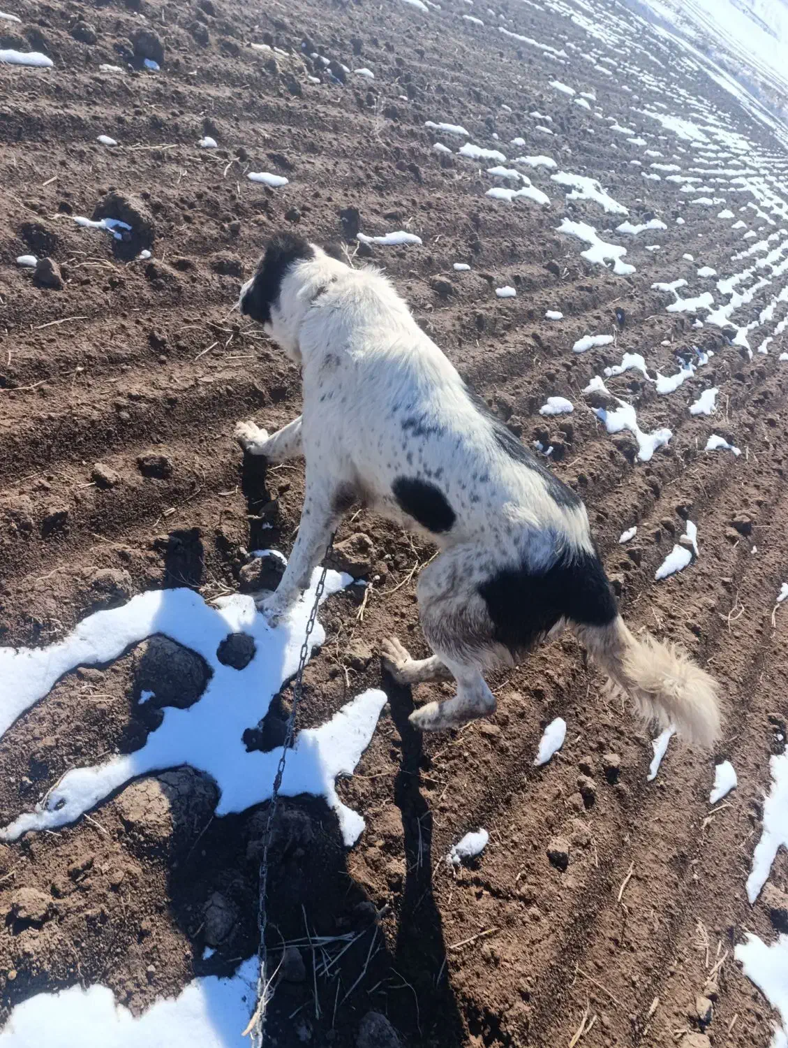 گم شده|حیوانات|تاکستان, |دیوار