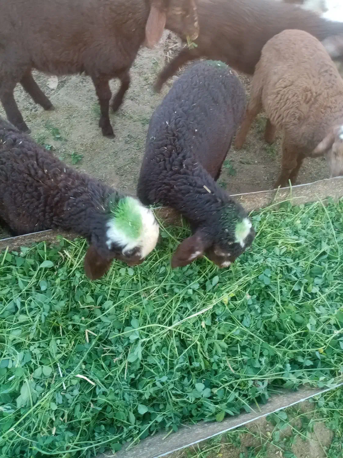 3میش و 3بره و یک عدد بره ماده|عمده‌فروشی|خواف, |دیوار