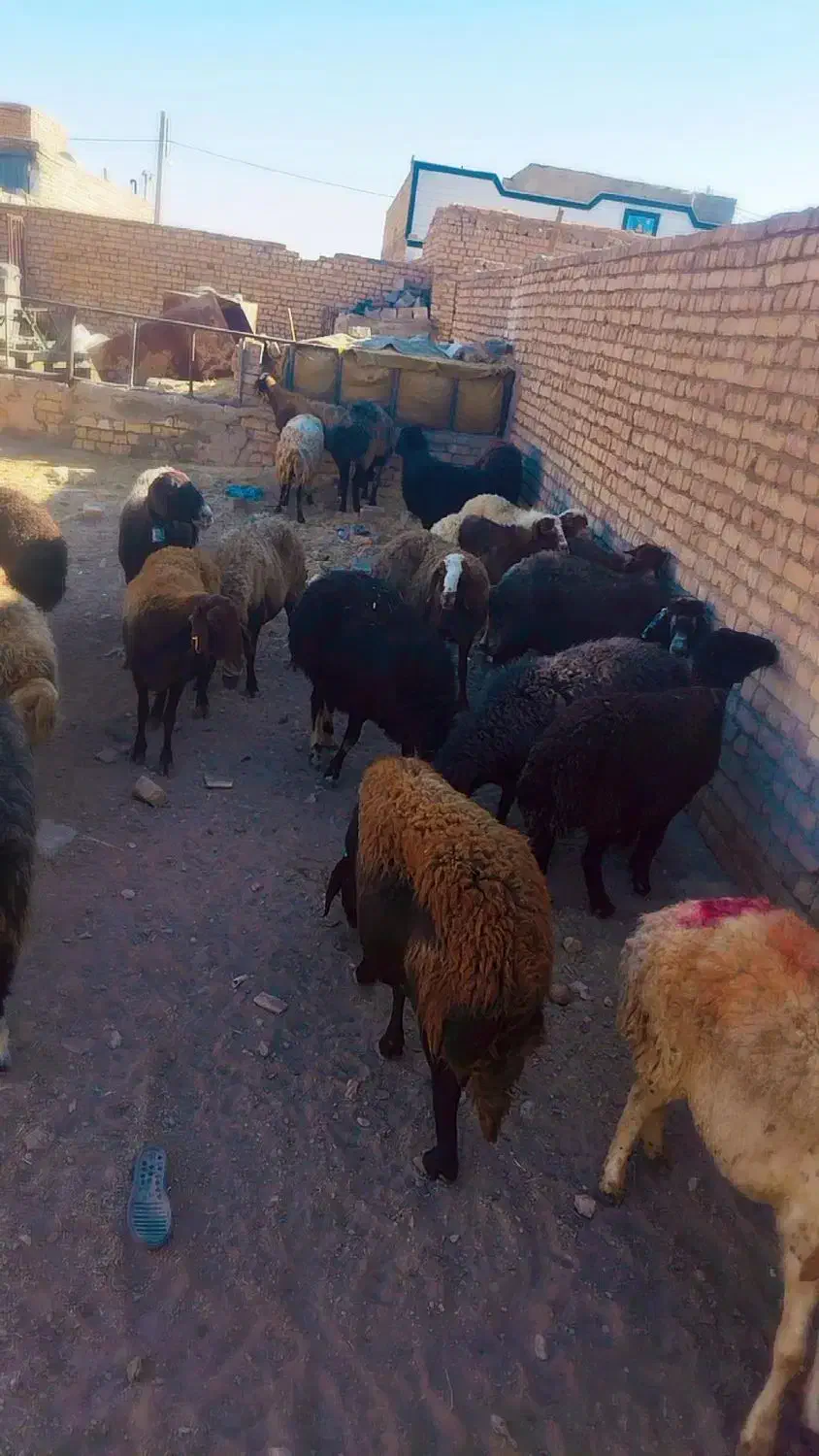 میش دونه ۱۵ میلیون|حیوانات مزرعه|شاهین‌شهر, منطقه صنعتی سین|دیوار