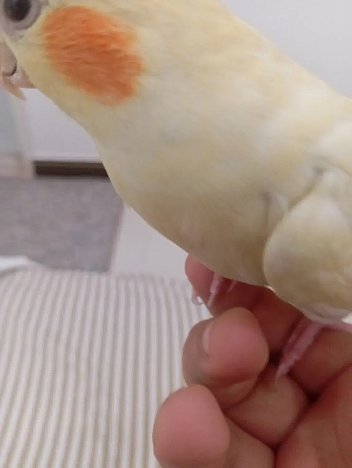 یک عدد عروس هلندی فوق العاده دستی|پرنده|قم, شهرک سازمان آب|دیوار