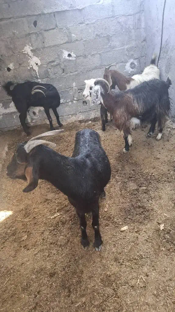 بُز محلی و قوچ محلی|حیوانات مزرعه|اسیر, |دیوار