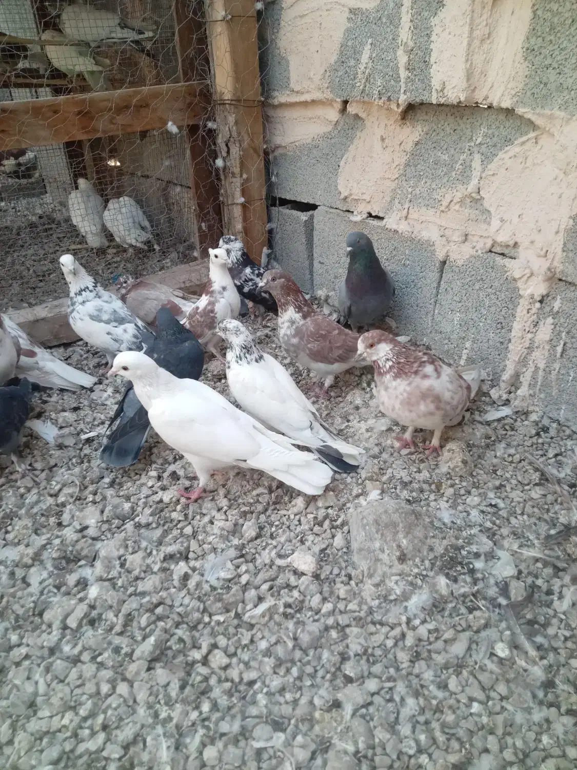 کفتر|پرنده|بندرعباس, |دیوار