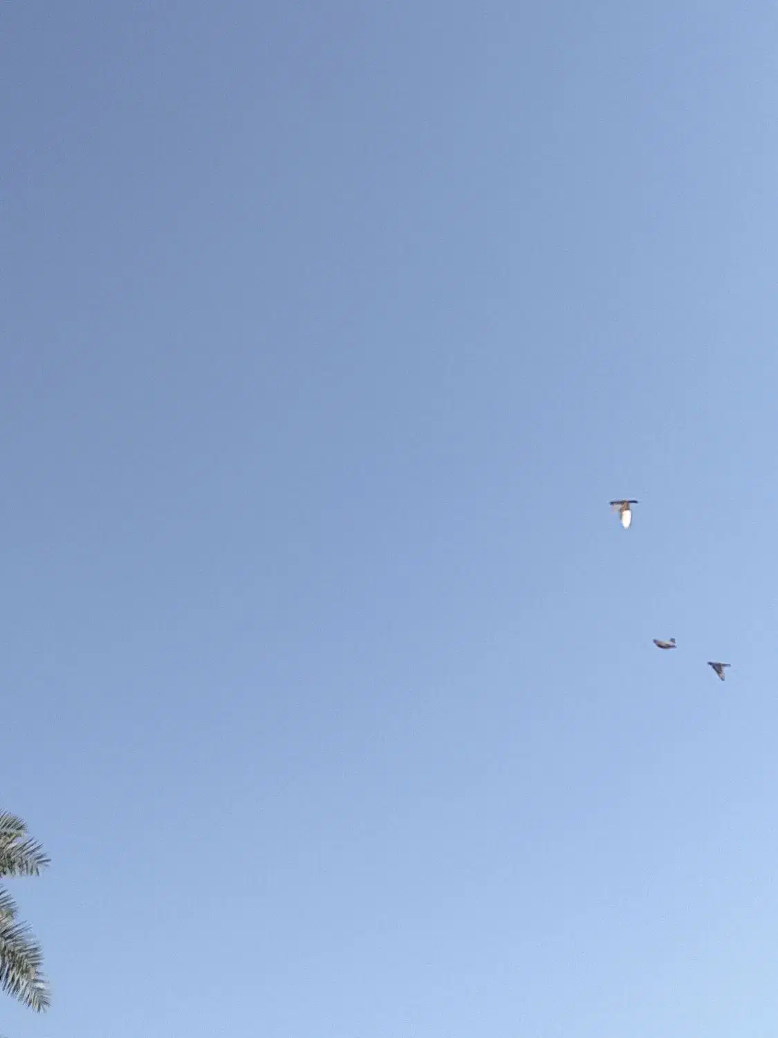 کبوتر پلاکی|پرنده|حمیدیه, |دیوار