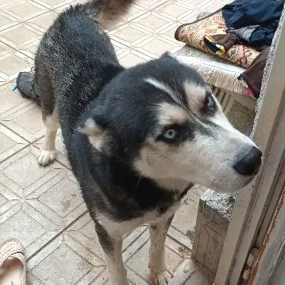 فروش سگ هاسکی سالم|سگ|مراغه, |دیوار