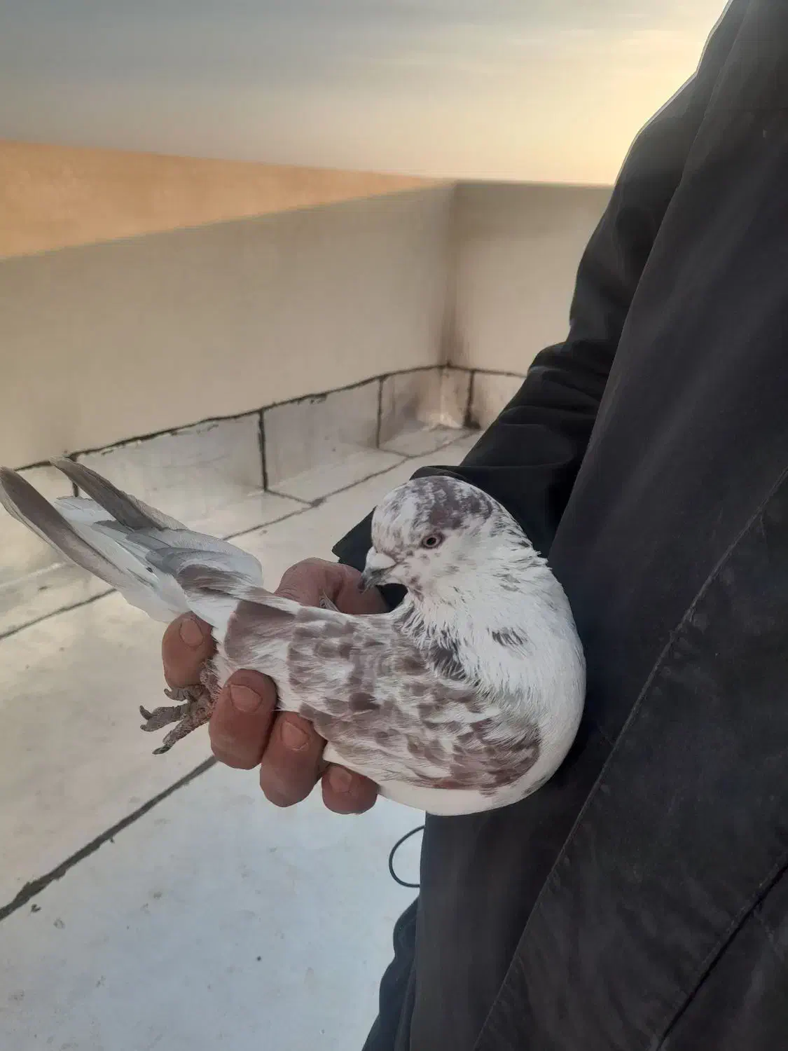 کفتر|پرنده|فردیس, فرامرزیه|دیوار