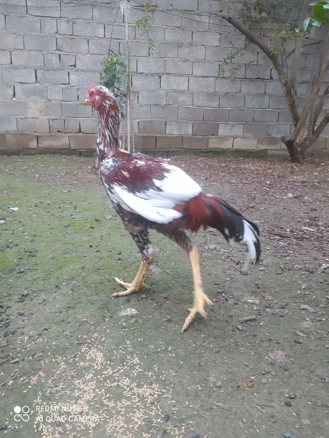 خروس لاری افغان|حیوانات مزرعه|ساری, |دیوار