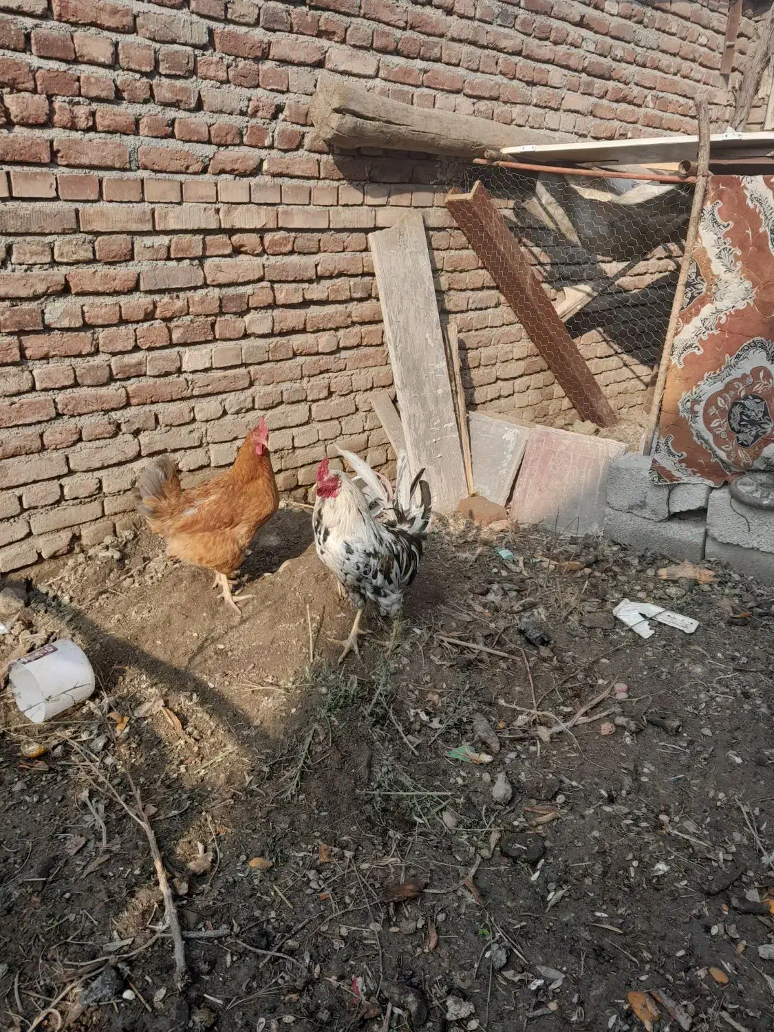 خروس زیبا ومحلی زرنگ|حیوانات مزرعه|محمدبار, |دیوار