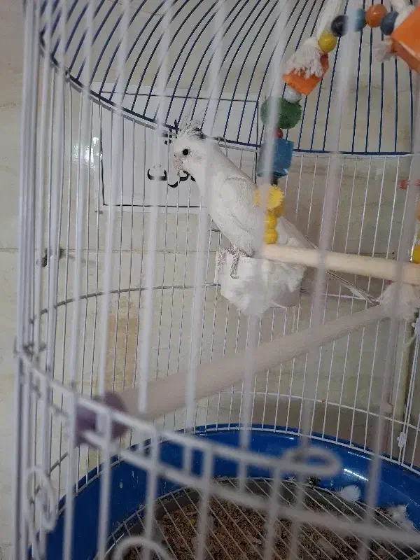 عروس هلندی|پرنده|محمدشهر, محمدشهر|دیوار