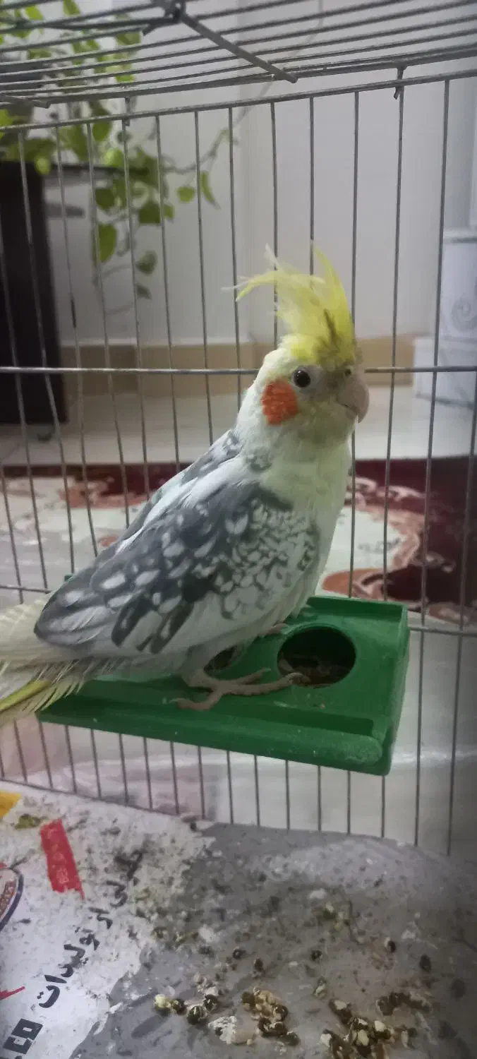 عروس هلندی|پرنده|پاکدشت, پاکدشت (مامازند)|دیوار