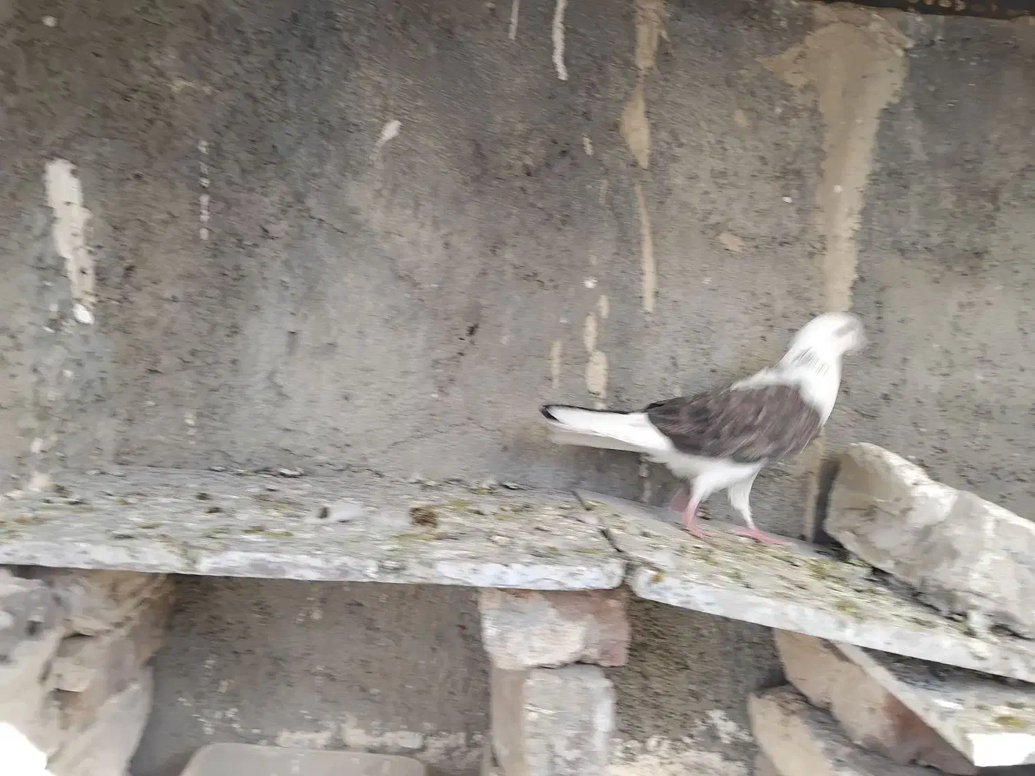 سلام ۲ تا کفتر ماده طوقی کاکول|پرنده|اسلام‌شهر, شهرک مهدیه|دیوار