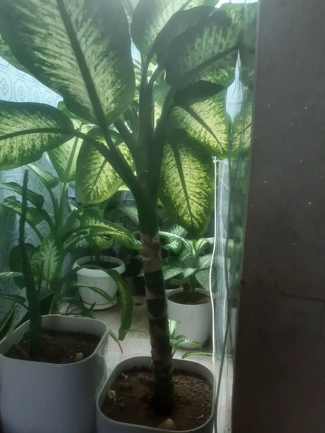 گل وگلدون|گل و گیاه طبیعی|محمدیه-قزوین, |دیوار