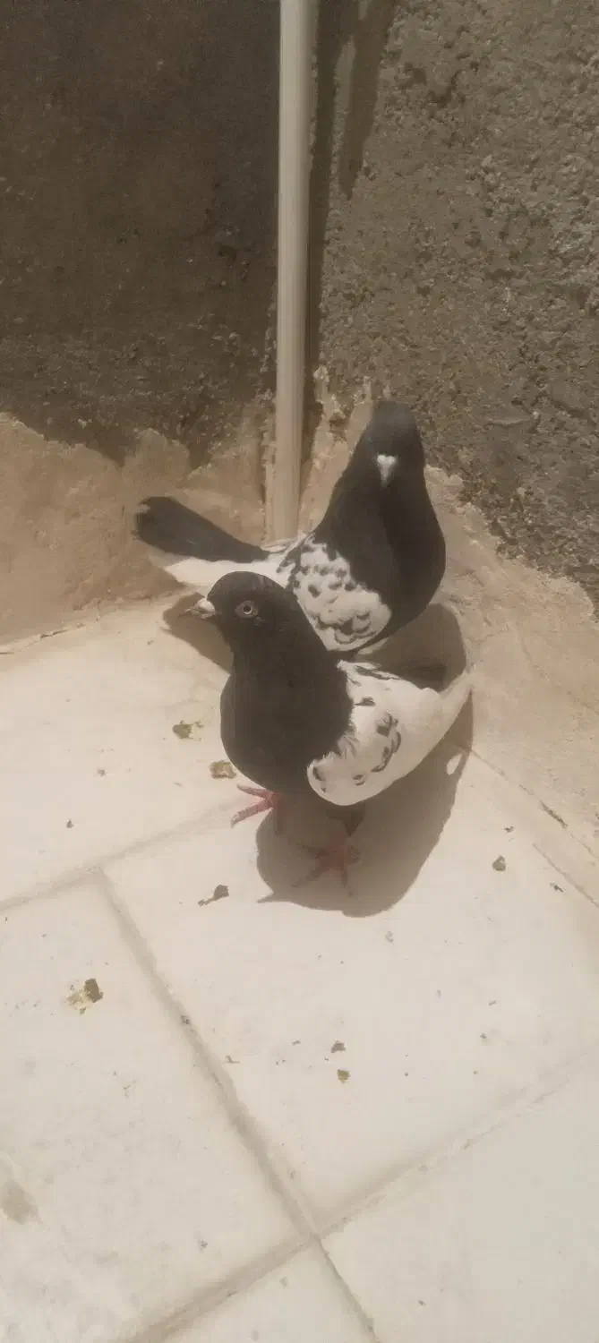 سینه کله پرشی غریب طوقی|پرنده|بجنورد, |دیوار